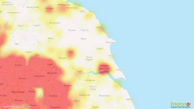 Japanese knotweed across Yorkshire