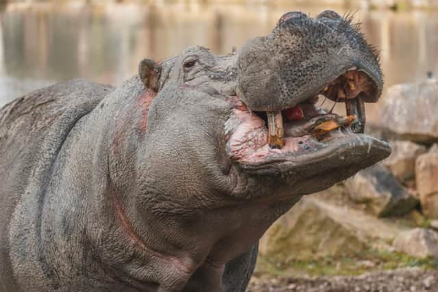 Meet the hippos at Flamingo Land Theme Park and Zoo