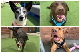 There are 13 dogs at Thornberry Animal Sanctuary who need adopting , including Staffordshire Bull Terriers, Labradors and and a floppy eared Jack Russell Terrier. 