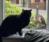 A new arrival is making waves in the Hillsborough area