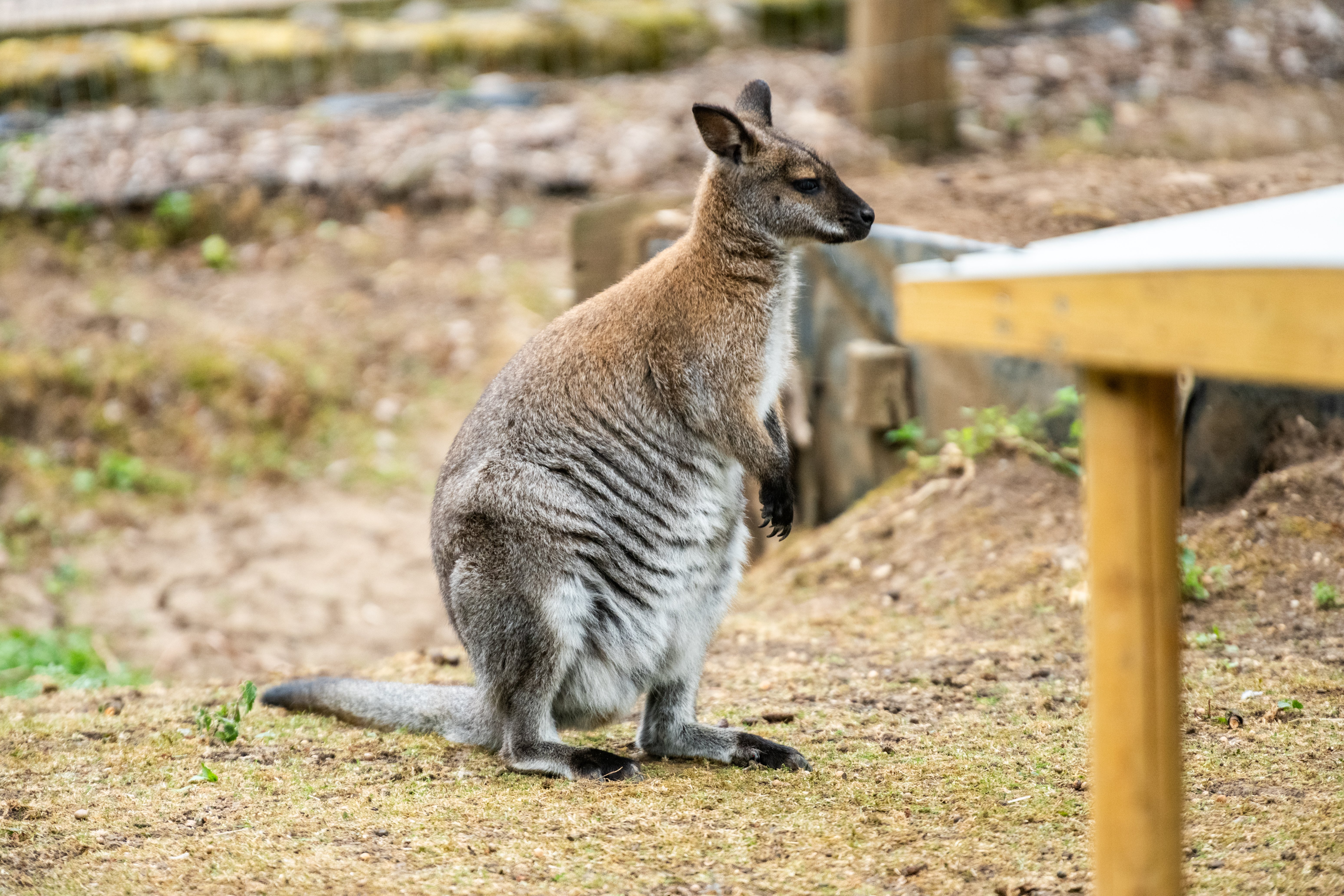 Animal sanctuary wins fight to stay