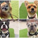 Take one of these dinky dogs up for adoption at Thornberry Animal Sanctuary home - there are Pomeranians, Lakelands, Frenchies and even a Boston Terrier