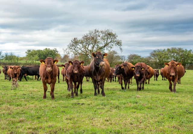 Red Poll cows at Tyers Hall Farm in Barnsley.