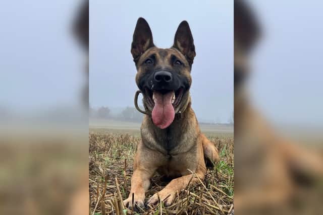 The dramatic chase broke out after a detective visited a property in the High Green area of Sheffield this month