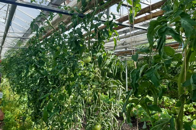 Crops growing at Food Works in Norton Nurseries at Graves Park, Sheffield. Picture: Julia Armstrong, LDRS
