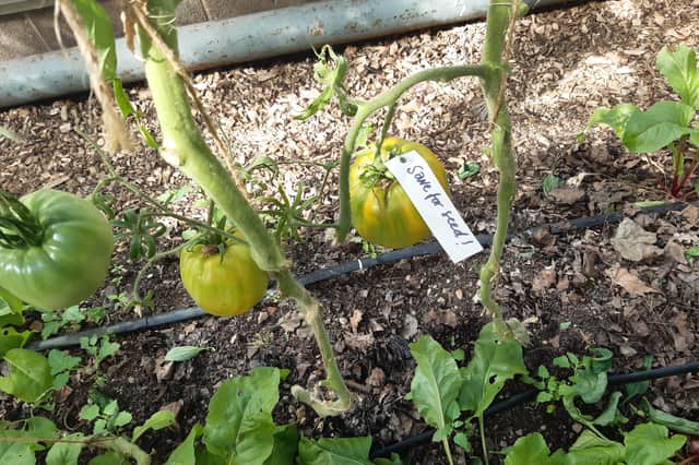 Tomato plants at Food Works Sheffield in Norton Nurseries at Graves Park, Sheffield. Picture: Julia Armstrong, LDRS