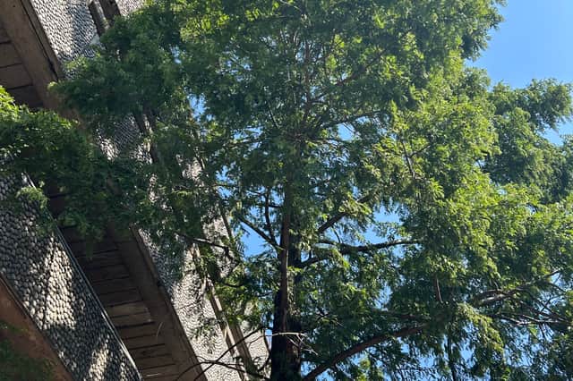 The Eyre Street trees are Metasequoia glyptostoboides (commonly known as Dawn Redwood)