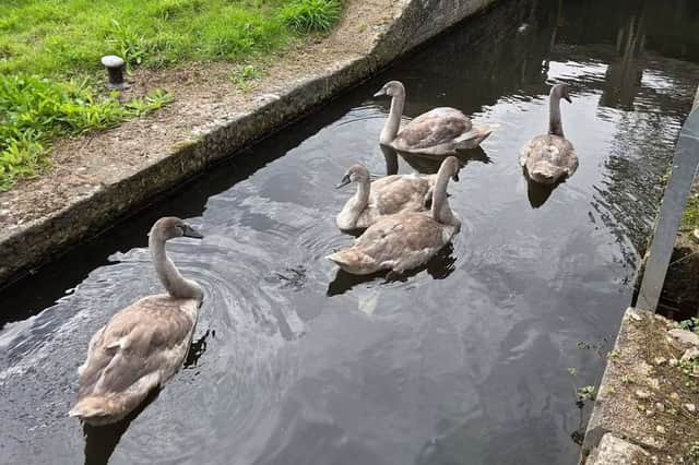 Cygnet is the proper name for a young swan.