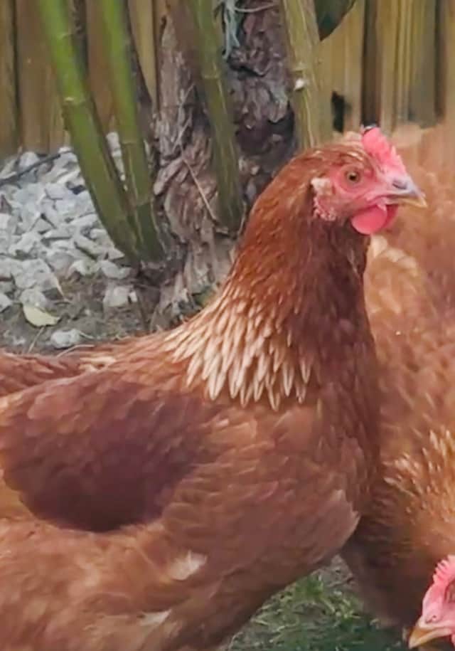 This is Jade, the hen that laid the "enormous" egg.