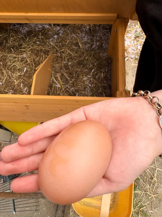 The large egg laid by hen, "Jade".