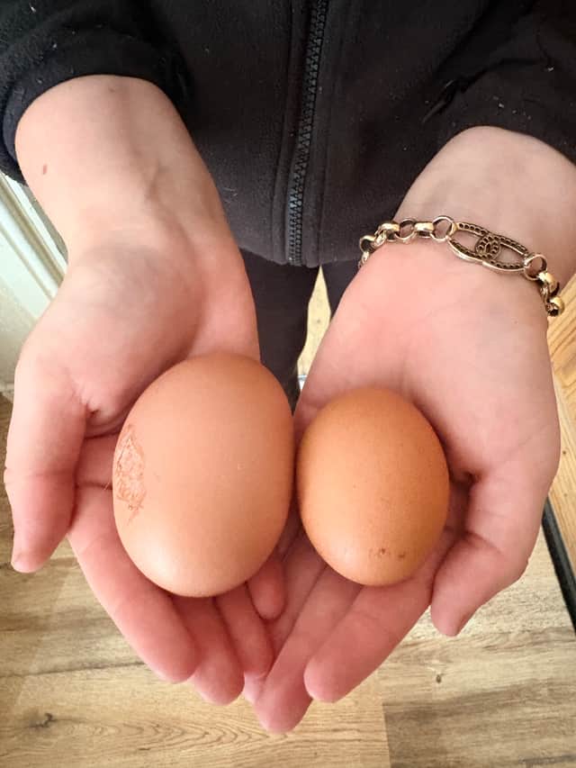 Here is the egg in comparison to a normal sized one.