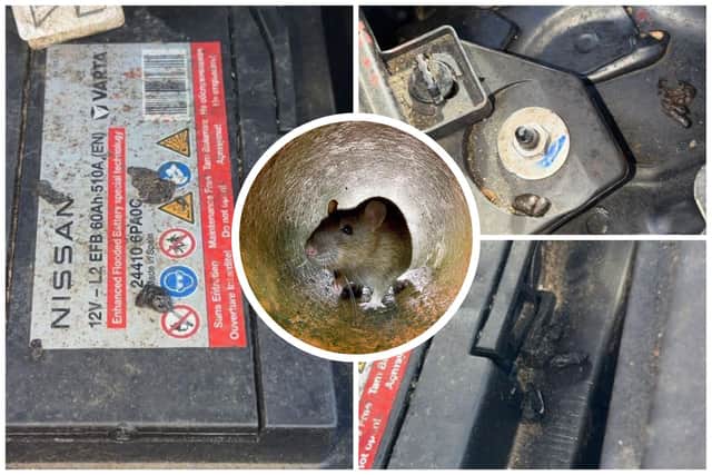 A woman on Southey Close, in Longley, Sheffield, says a rat infestation on her street has written off her car after rodents chewed through her engine wires. Pictured are rat droppings she found on her engine.