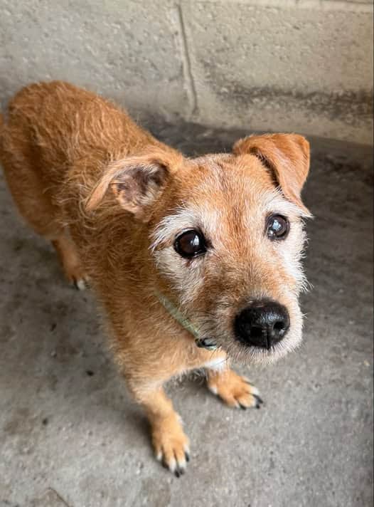 Rosie the terrier is in need of a home