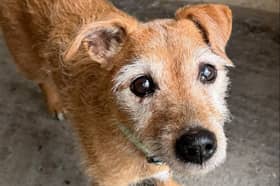 Rosie the terrier is in need of a home