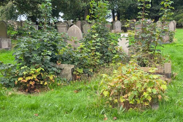 Overgrown hedges can be seen at City Road cemetery, reaching over and around the gravestones.