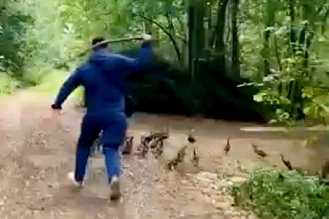 Disturbing footage shows a man chasing ducks before battering them with branches and repeatedly stamping on them