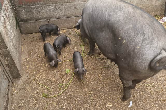 VJ and her piglets