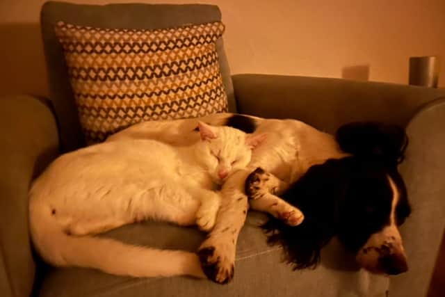 Groucho lives alongside his sister Grizzy, three dogs, chickens and ducks, and Samantha said he is particularly attached to the dogs.