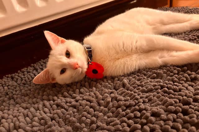 Groucho is a beloved 14 month old cat from Bradfield