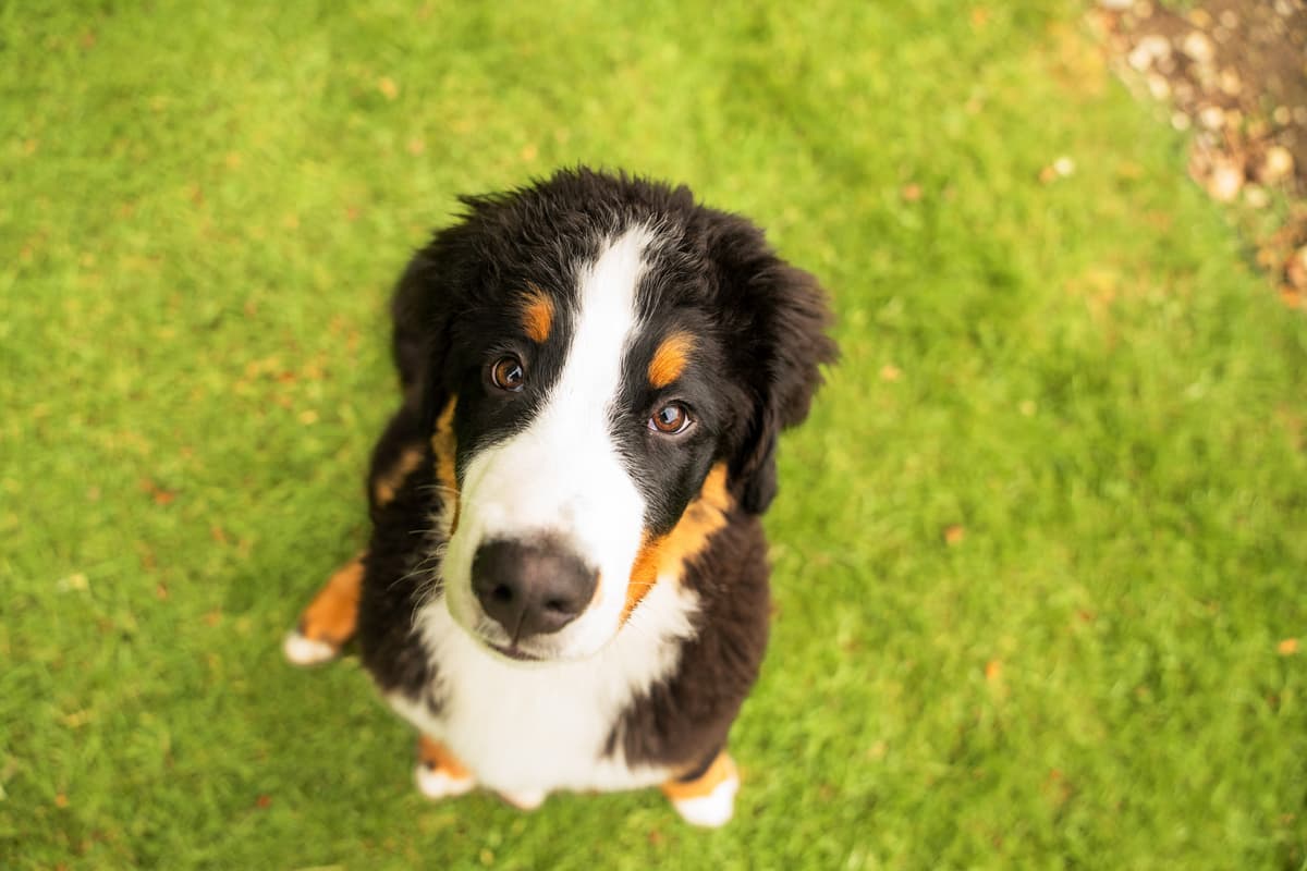Kleine Veränderungen, die erklären könnten, warum Ihr Hund langsamer wird.