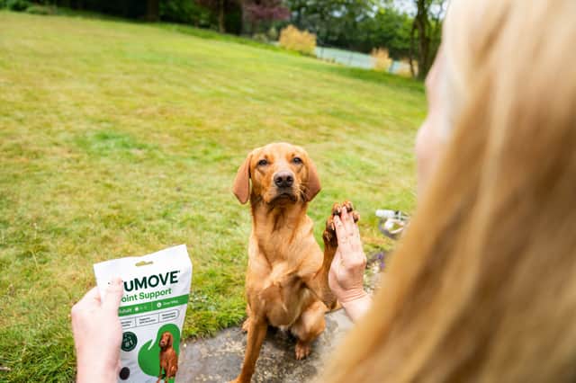 YuMove's special offers make it more affordable to support your furry friend