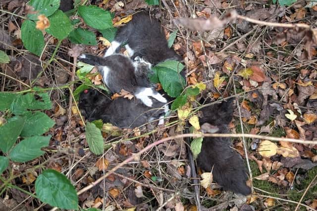 The RSPCA is investigating after dead kittens were found on trees at Dore and Totley Golf Club's golf course, in Sheffield. Photo: RSPCA