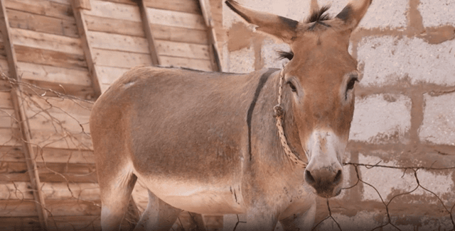 Lagdaf is a 13-year-old donkey