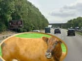 The M1 was closed southbound in South Yorkshire after a car crash involved a cow in the early hours. Photo: Google / Iconic Media