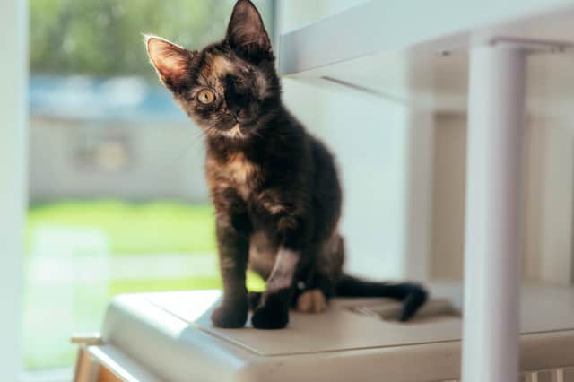 Pumpkin at the RSPCA