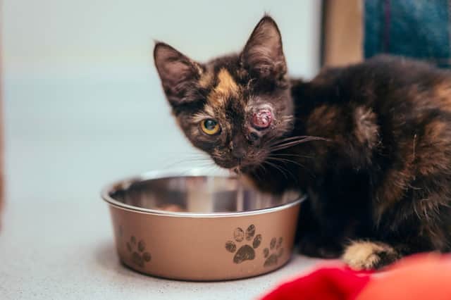 Pumpkin when she arrived at the RSPCA