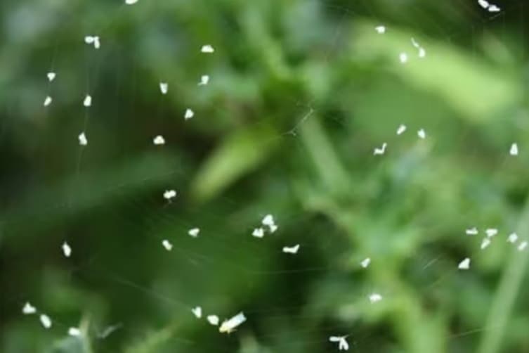 Why tiny white flies are swarming across Sheffield - and what you can do ...