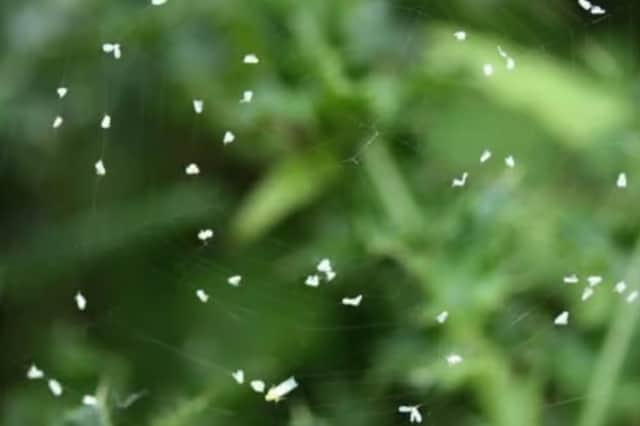 The white flies have been swarming across Sheffield.