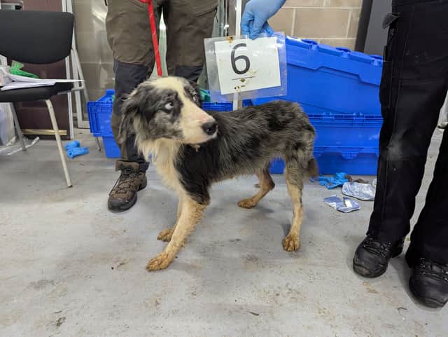 Many of the dogs were emaciated 