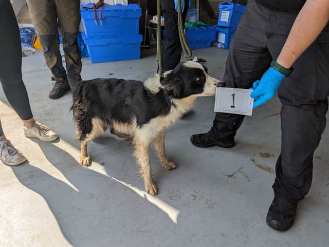 Many of the dogs were covered in faeces 