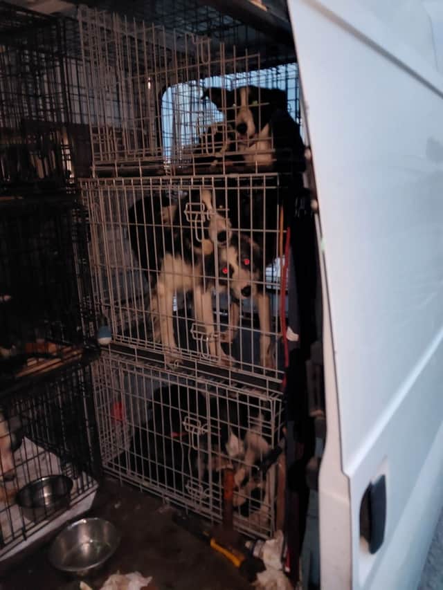 Police seized a large number of dogs from the back of a van and caravan in a carpark