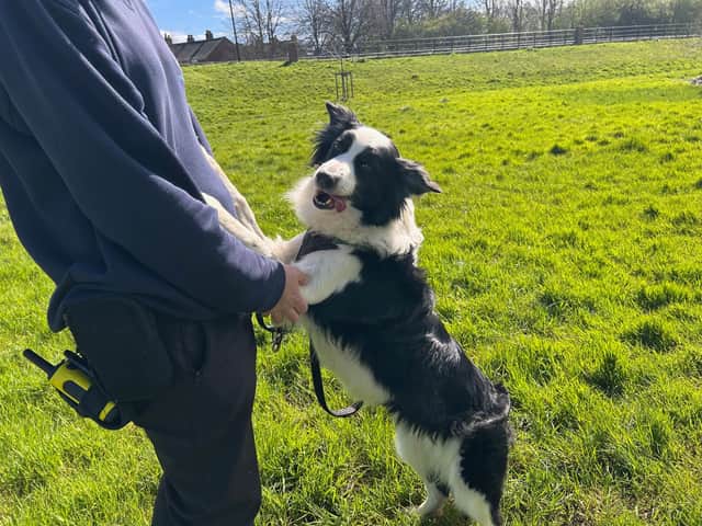 The dogs were taken in by the RSPCA 