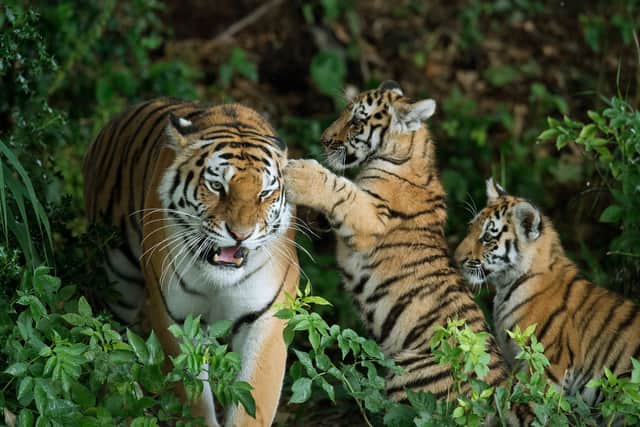 Tiger attack - Yorkshire Wildlife Park: everything we know so far
