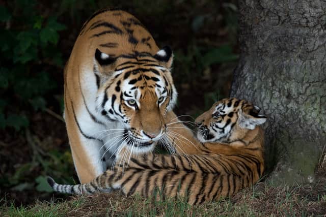 A man died after being mauled by a tiger at Yorkshire Wildlife Park
