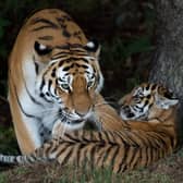 Tiger attack Yorkshire Wildlife Park: a man has now been pronounced dead