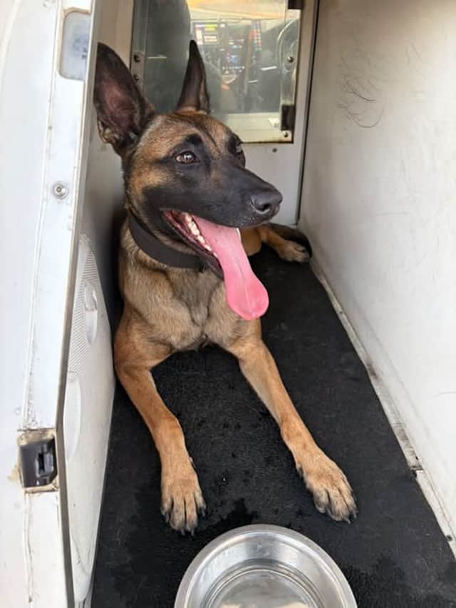 Police Dog Pip