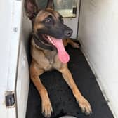 Police Dog Pip
