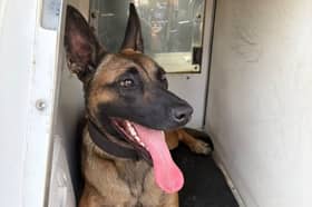 Police Dog Pip