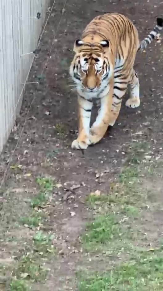 File photo of a tiger at Yorkshire Wildlife Park