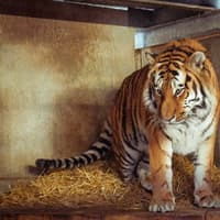 Yorkshire Wildlife Park issues statement about whether tiger will be euthanised
