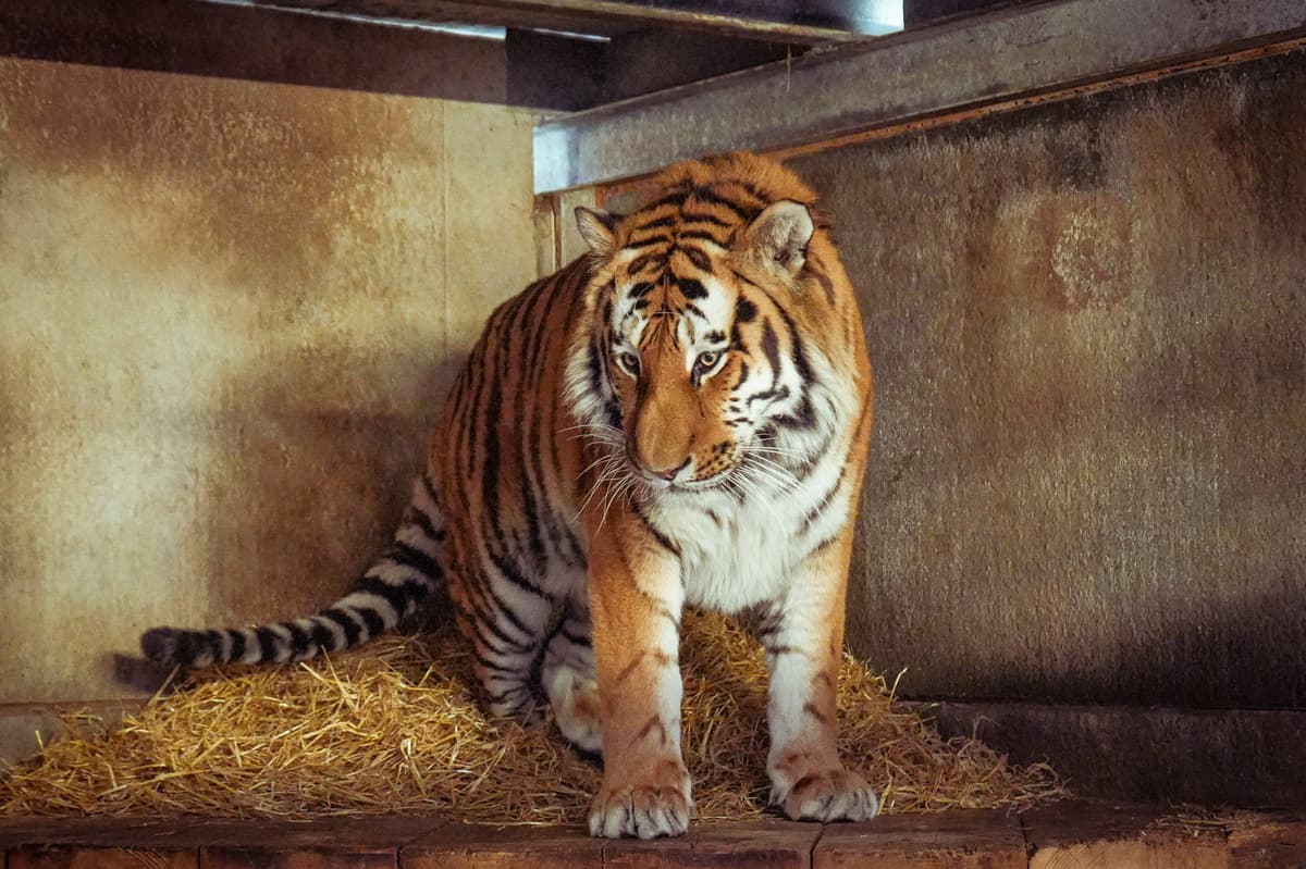 Yorkshire Wildlife Park gibt Erklärung zur möglichen Euthanasie eines ...