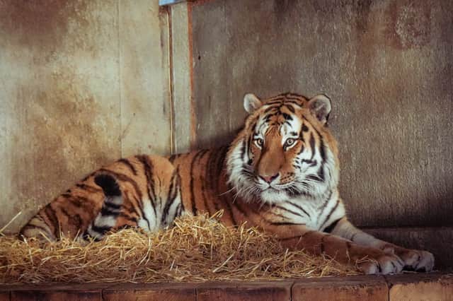 Altai the Tiger
