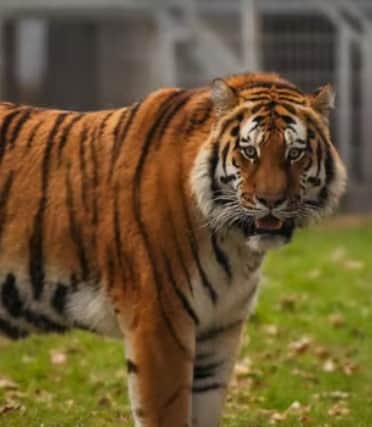 Park bosses have confirmed that Altai, the tiger involved in the tragedy, will not be euthanased.