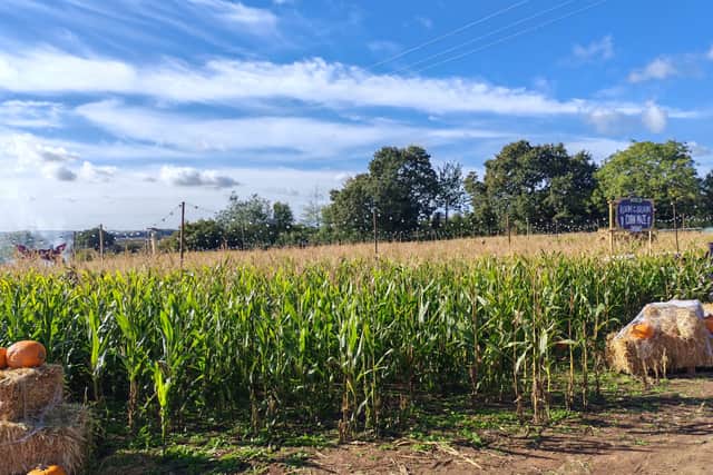 The corn maze at Twycross Zoo