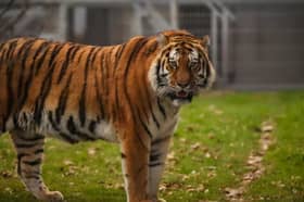 Yorkshire Wildlife Park remains closed after a man was mauled to death by a tiger after climbing into its enclosure.