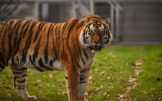 Yorkshire Wildlife Park remains closed after a man was mauled to death by a tiger after climbing into its enclosure.